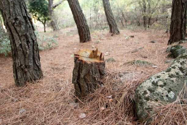 How Our Tree Care Process Works  in  South San Jose Hills, CA