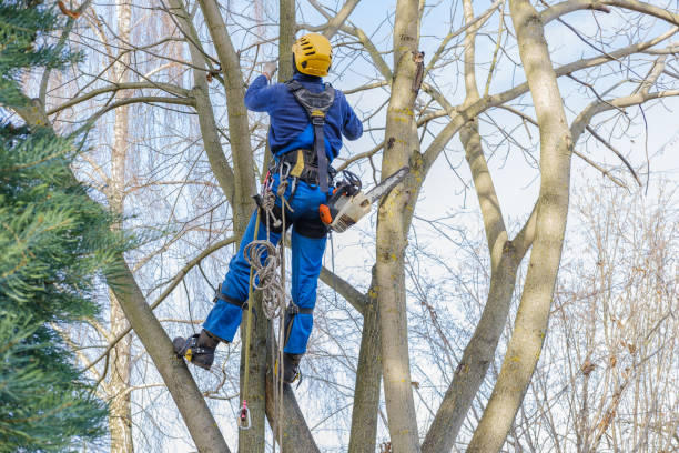 Reliable South San Jose Hills, CA Tree Services Solutions